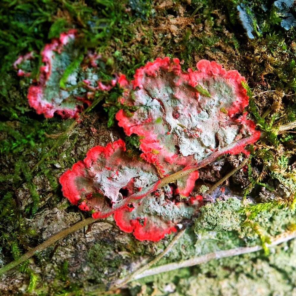 Registro de liquens que compõe a exposição Pele Viva, de Dadá Cardoso, na galeria Estúdio Reverso