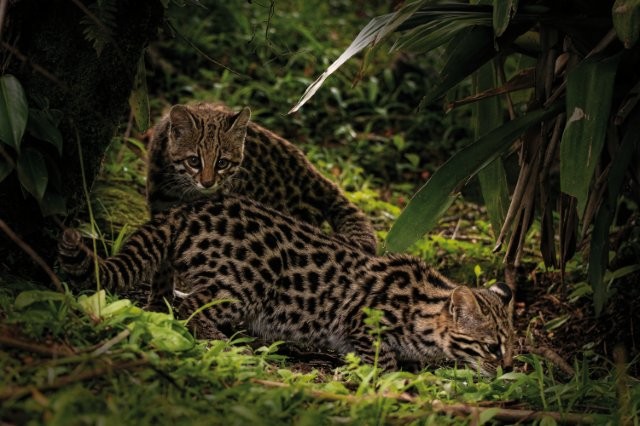 Read more about the article ‘Reserva São Francisco’: livro fomenta a conservação da Mata Atlântica celebrando mais de 20 anos de conservação e pesquisa