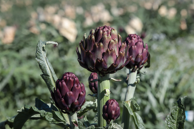 Read more about the article Alcachofra paulista floresce como destaque da produção nacional em 2025