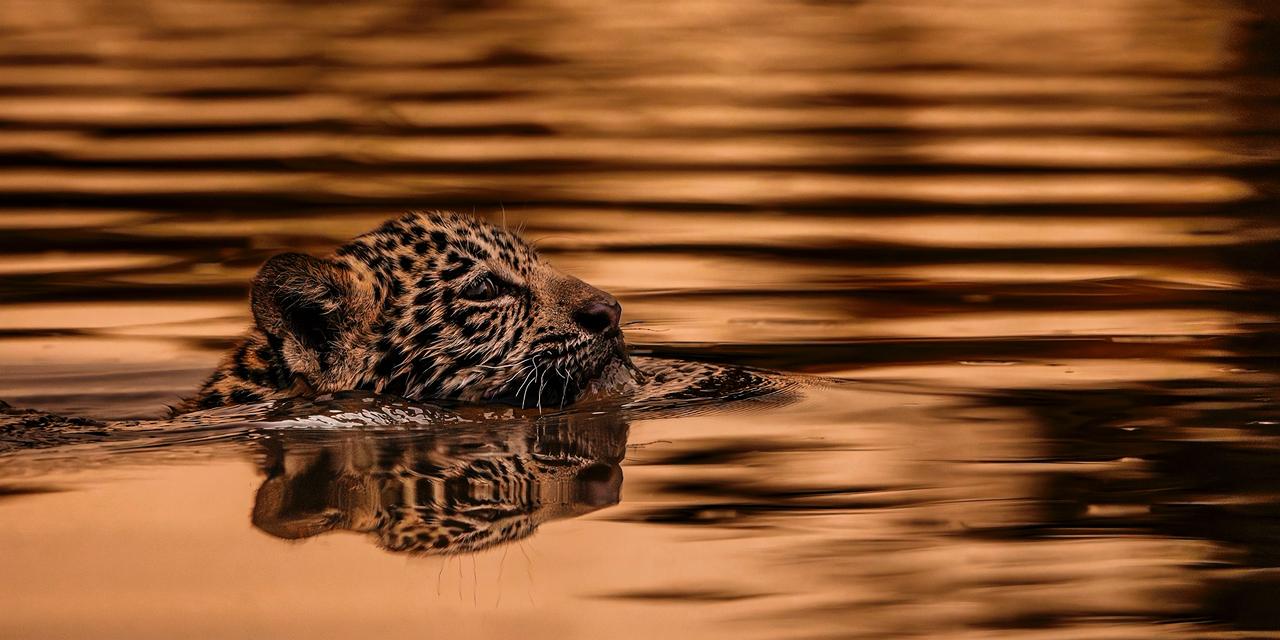 Read more about the article Felipe Cuoco leva o Pantanal à Art Basel Miami Beach 2025: a força silenciosa da natureza brasileira no maior palco da arte contemporânea