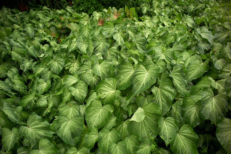 Read more about the article Exposição de Bob Wolfenson no Museu do Amanhã apresenta imagens, aromas e sons da Floresta Amazônica