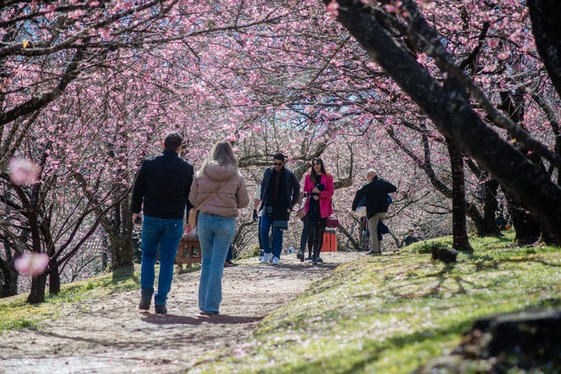 Read more about the article Temporada de inverno: Campos do Jordão se prepara para a “55ª Festa da Cerejeira em Flor”