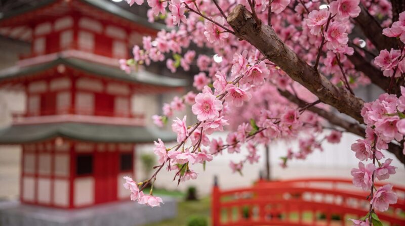 Matsuri